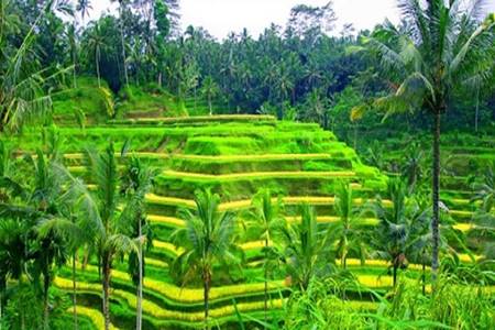 tegalalang rice terrace
